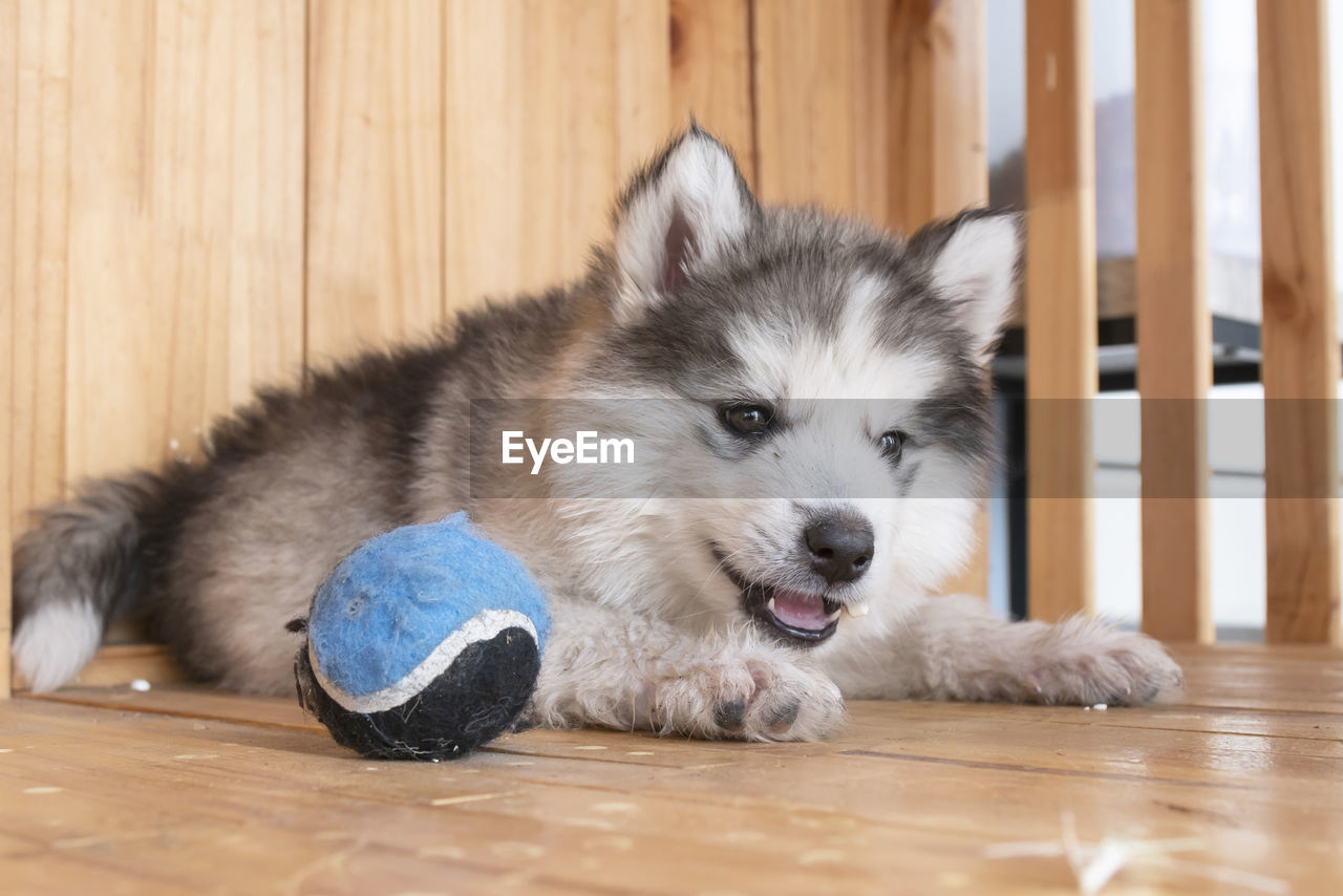 Dog resting on hardwood floor