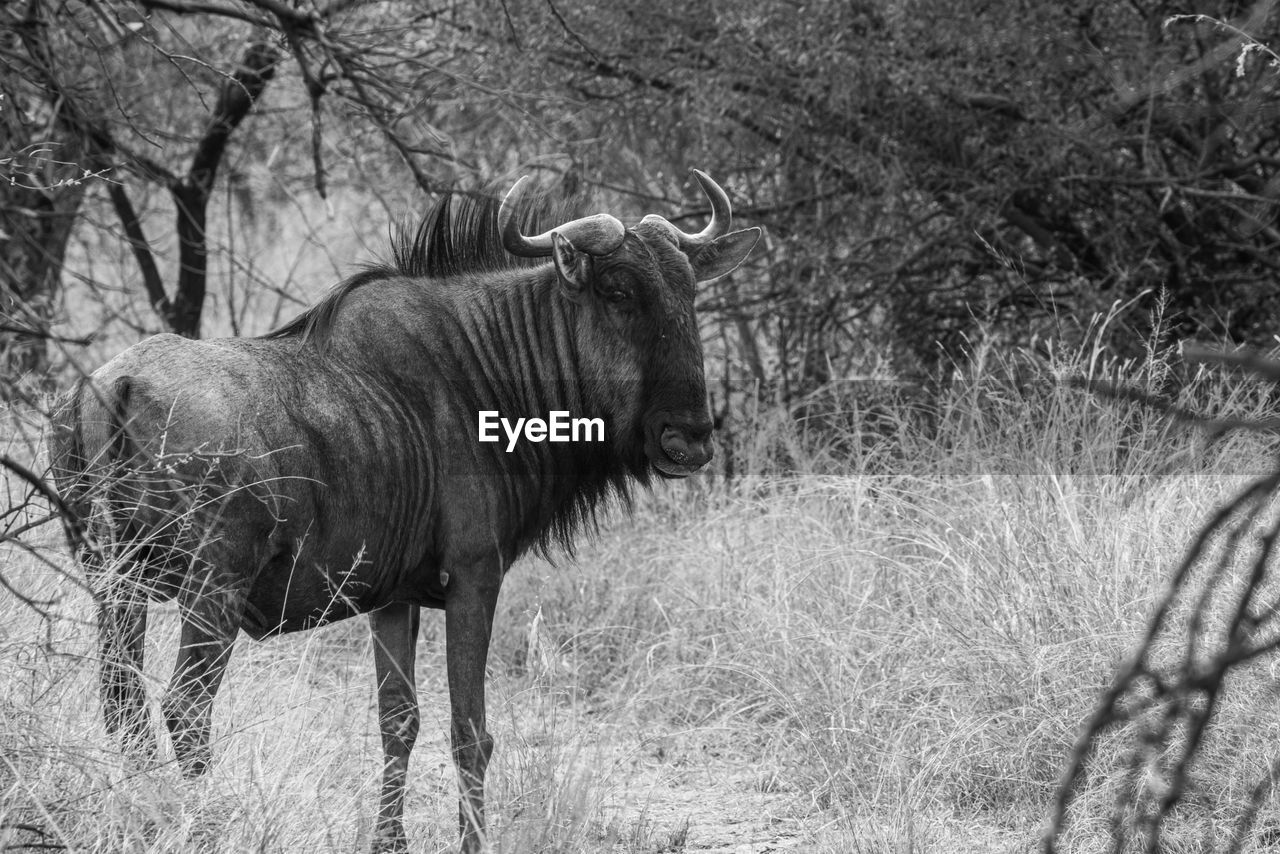 animal themes, animal, mammal, animal wildlife, plant, black and white, wildlife, tree, one animal, nature, no people, monochrome photography, land, monochrome, grass, field, day, horned, domestic animals, wildebeest, outdoors, standing, safari, horn, herbivorous, forest