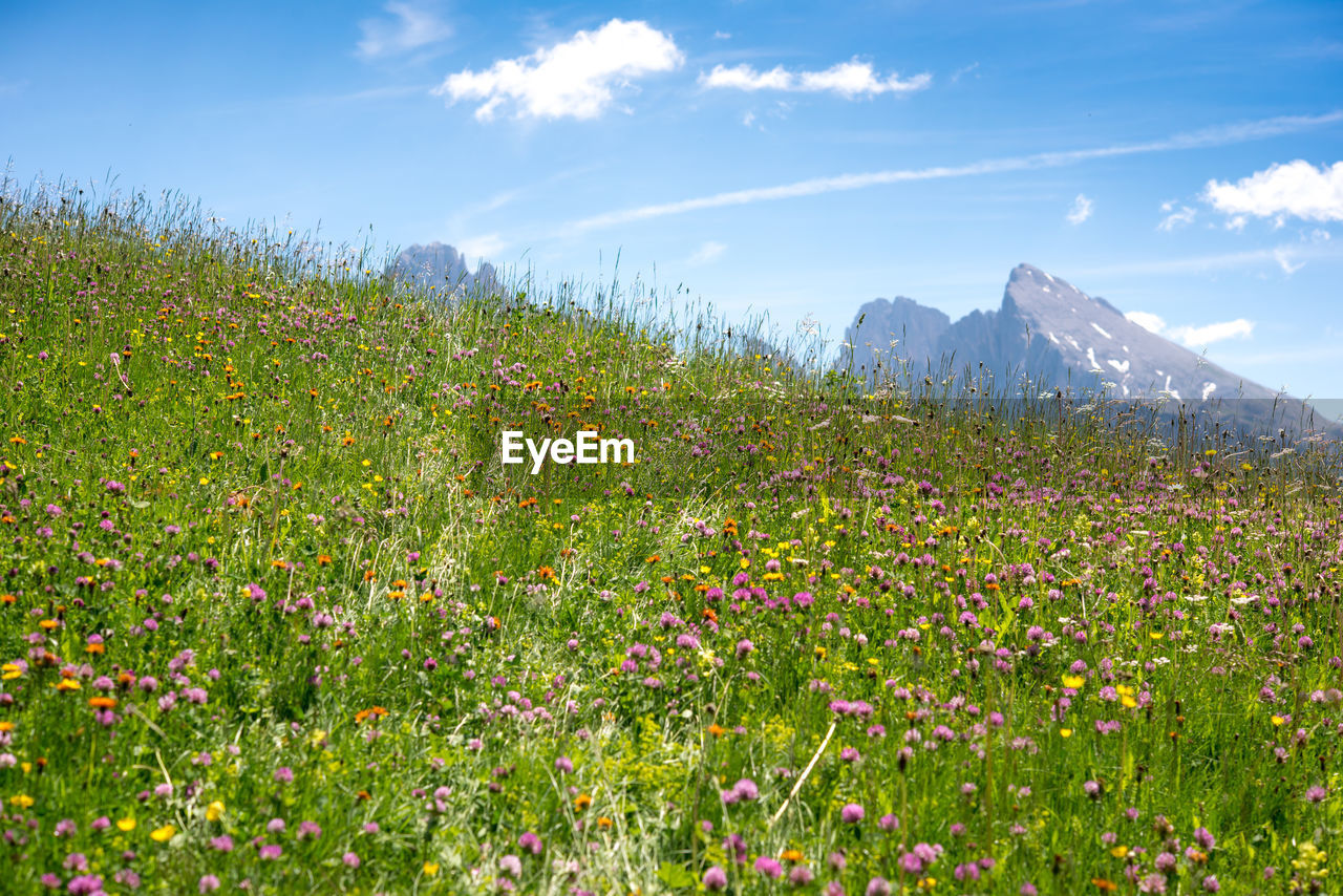 Scenic view of flowering plants on field against sky