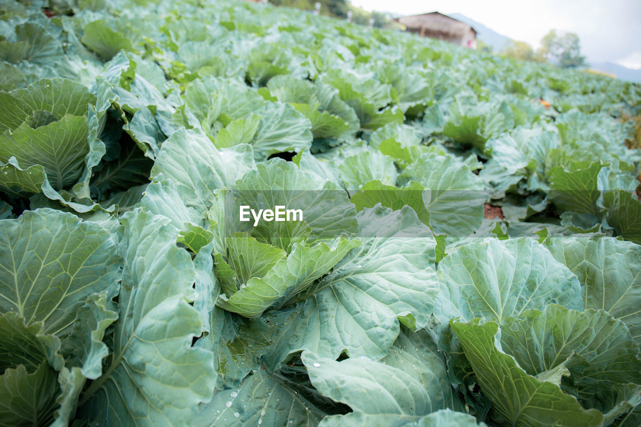 CLOSE-UP OF FRESH GREEN RICE