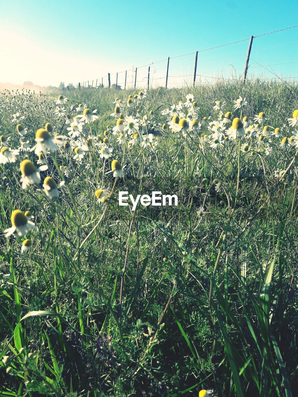 SCENIC VIEW OF FLOWERING PLANTS ON FIELD