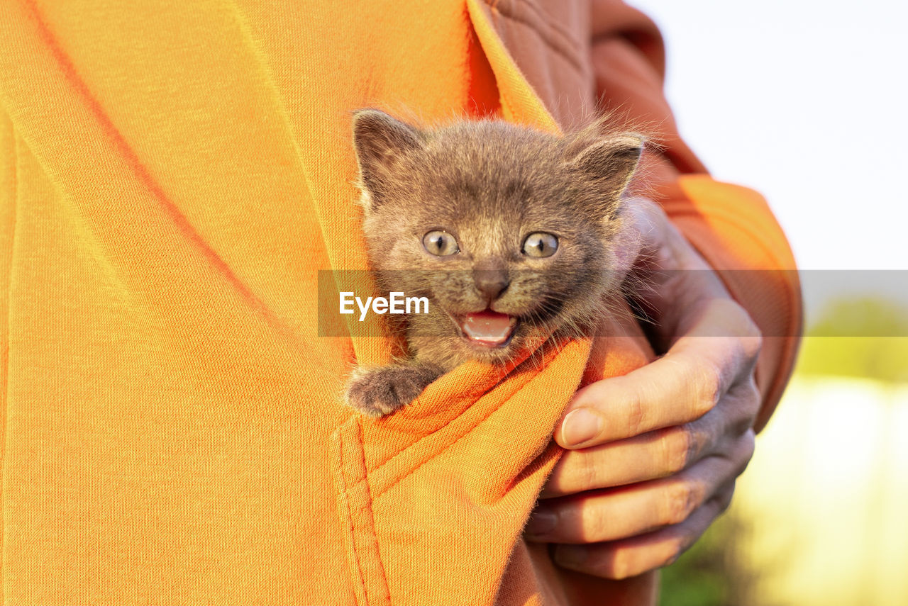 Gray cat in hands. kitten smiling sitting in the pocket of orange clothes. copy space