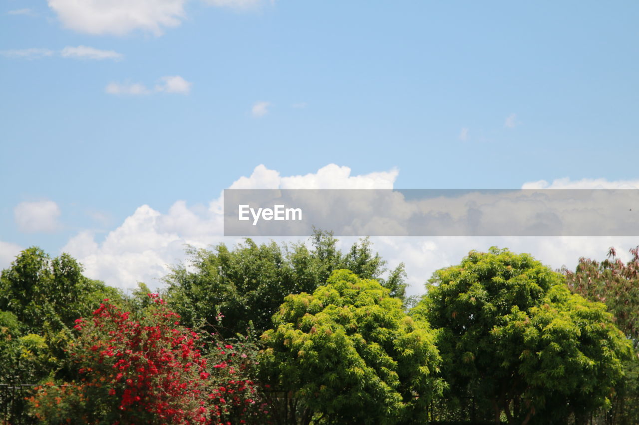 FLOWERING PLANTS AND TREES AGAINST SKY