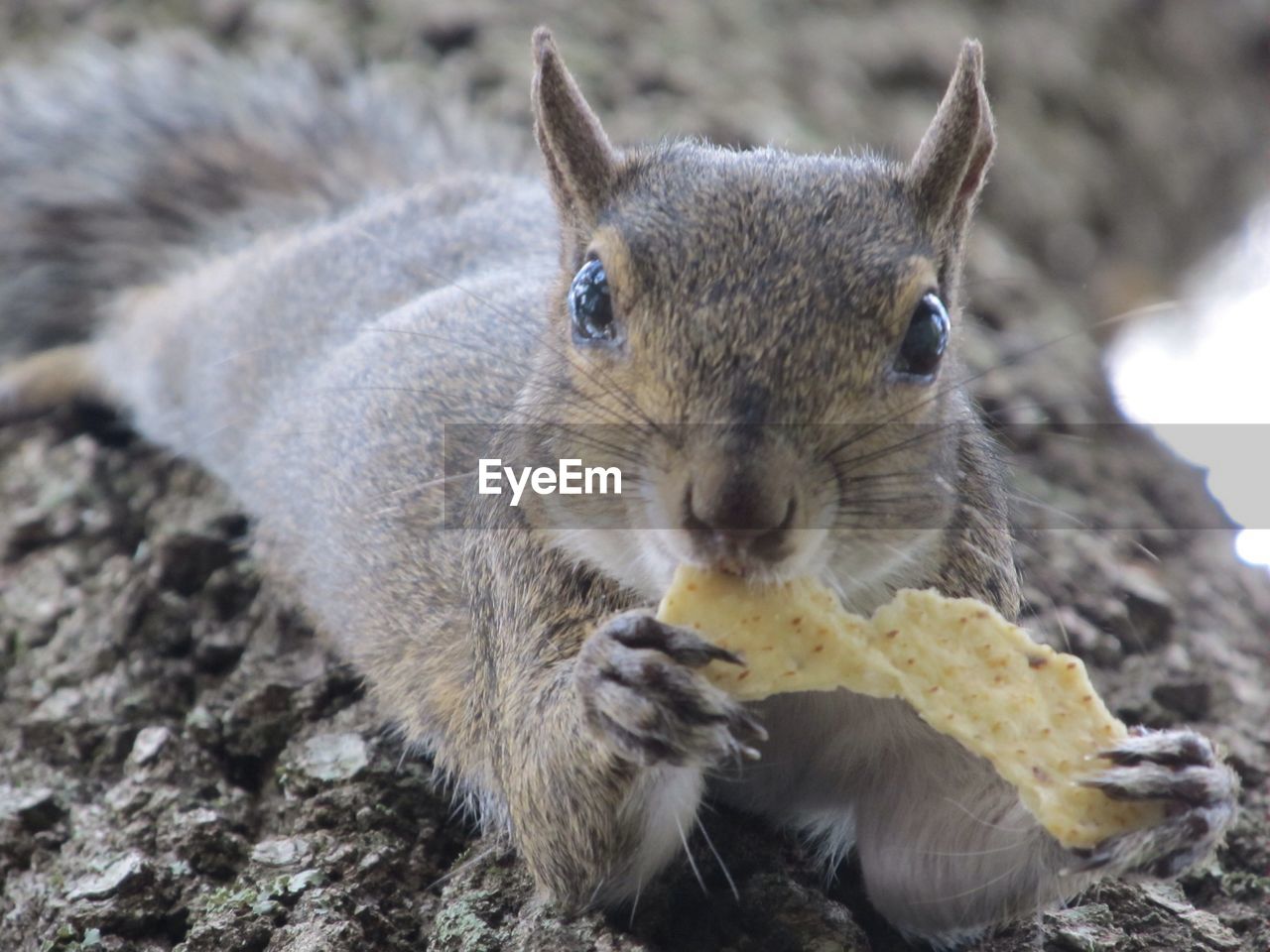 Portrait of squirrel eating potato chip on field