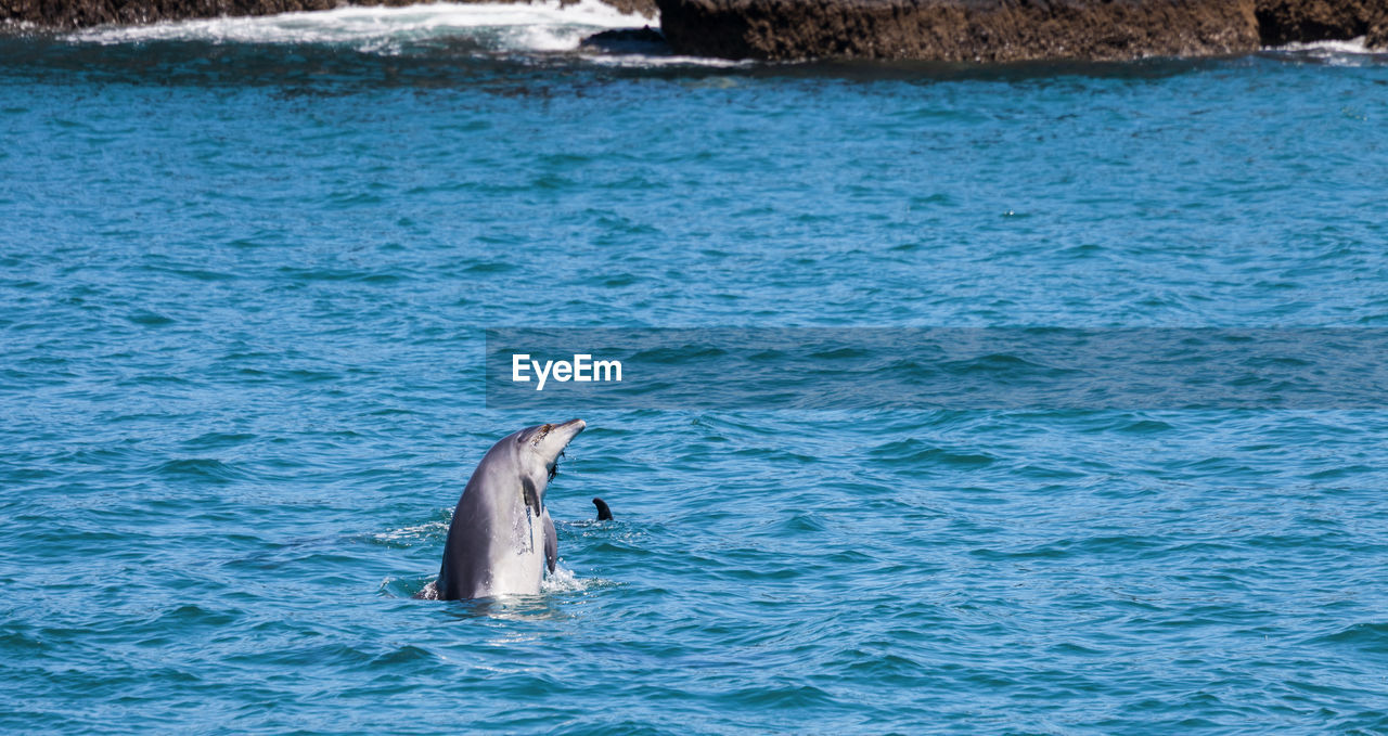 VIEW OF AN SWIMMING IN SEA