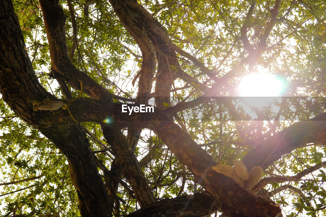 LOW ANGLE VIEW OF SUNLIGHT STREAMING THROUGH TREE BRANCHES