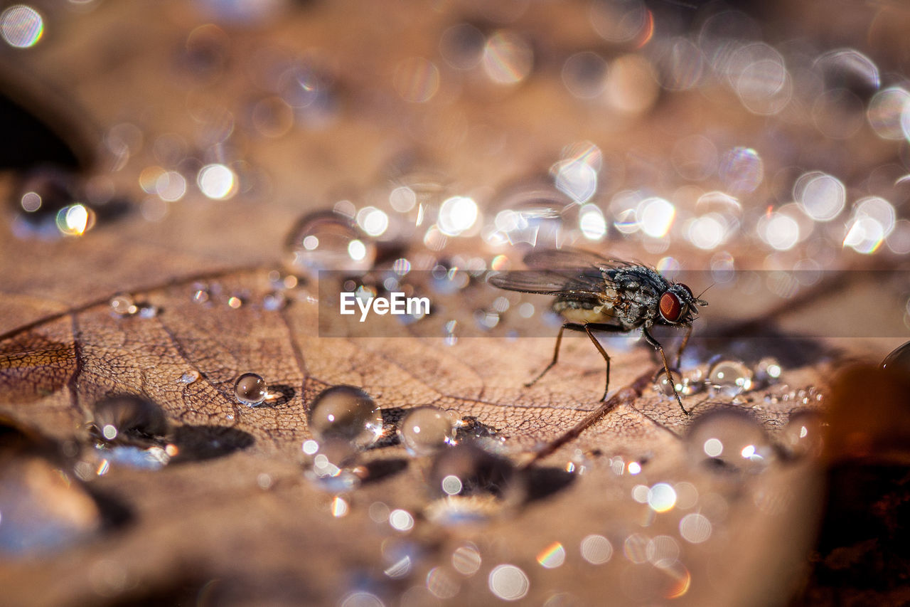 Close-up of insect on wet leaf