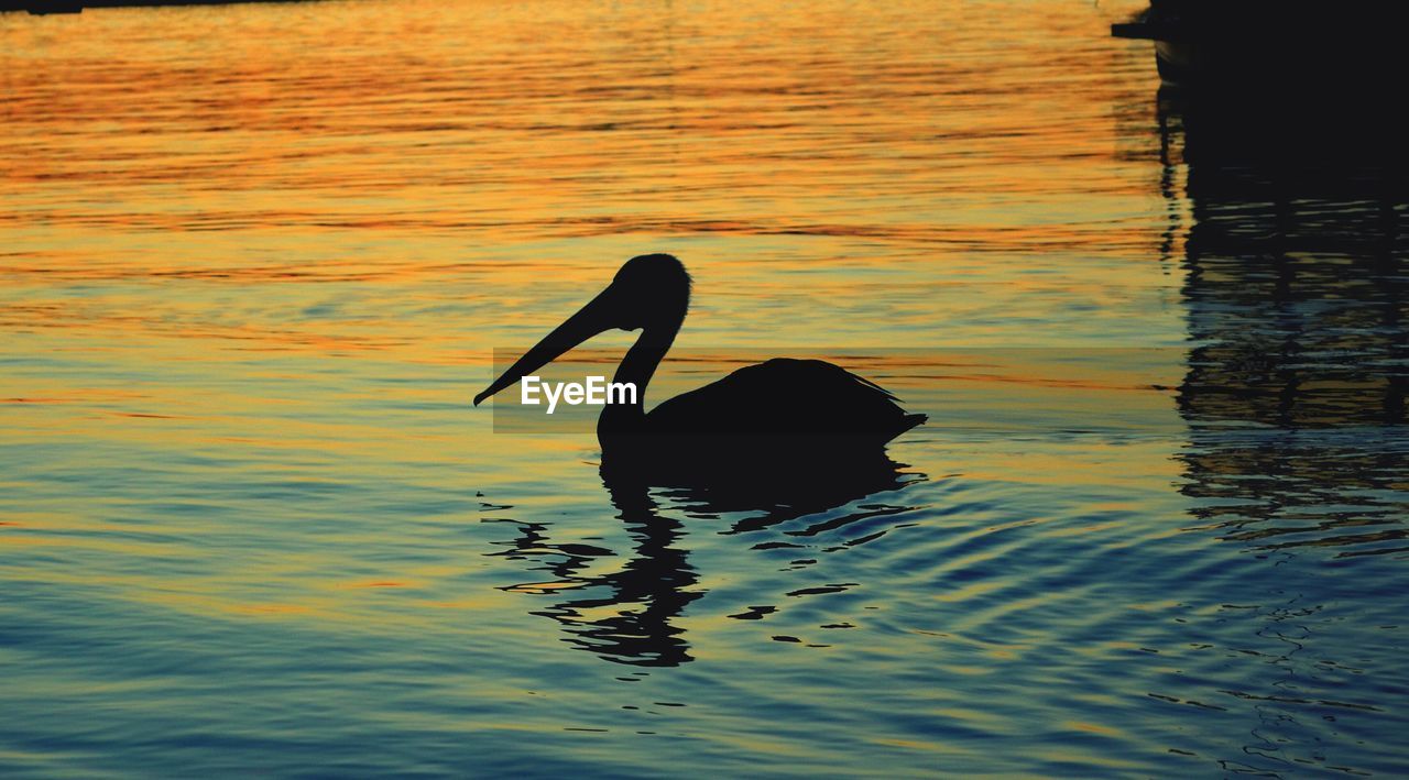 Silhouette bird swimming in lake