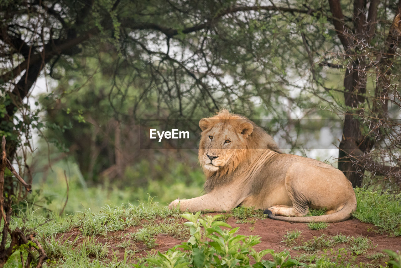 Portrait of lion sitting in forest