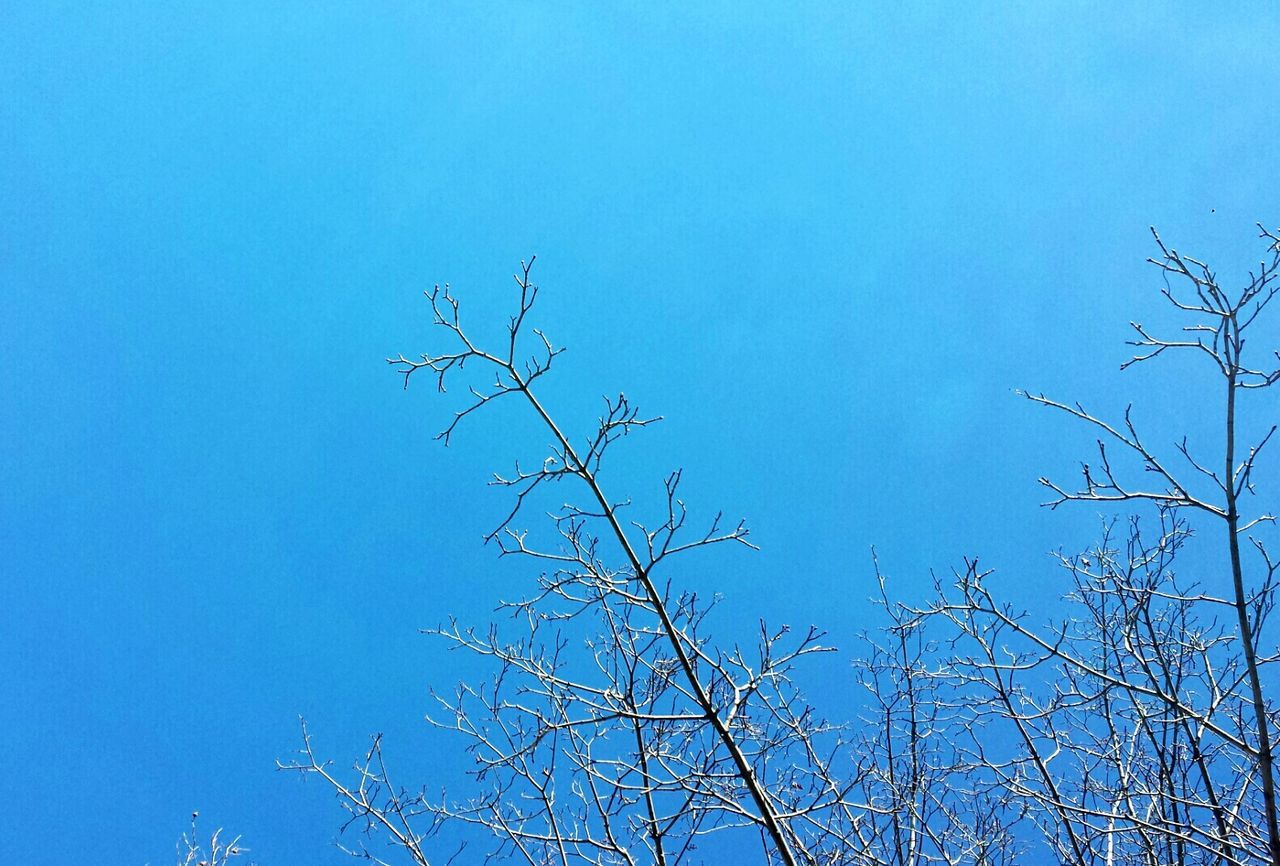 LOW ANGLE VIEW OF TREE AGAINST BLUE SKY