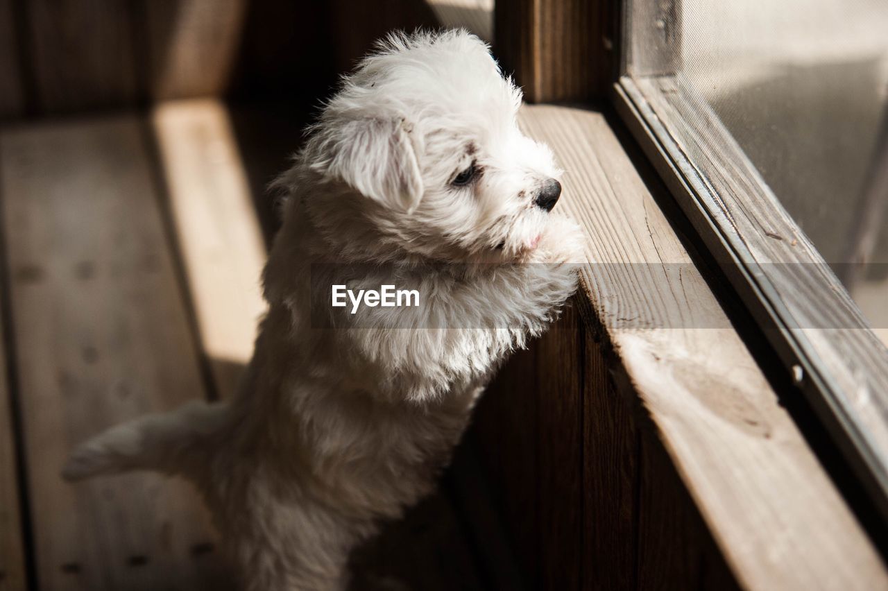 Close-up of dog at home