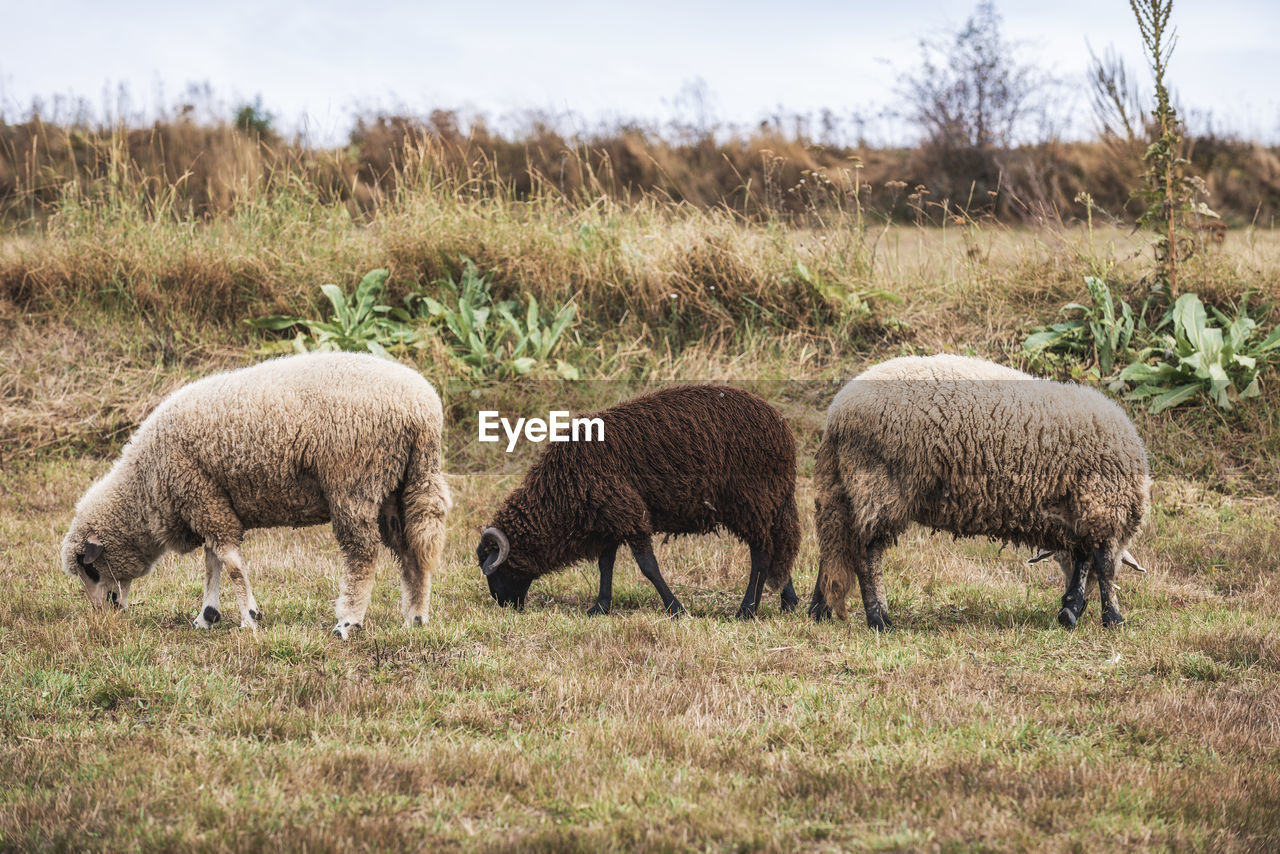 FLOCK OF SHEEP GRAZING IN FIELD