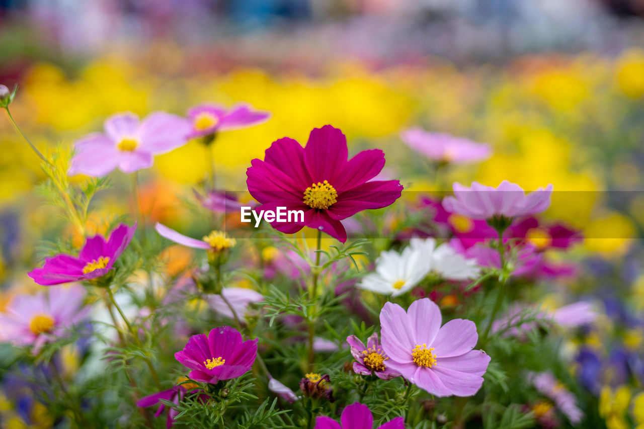 flower, flowering plant, plant, freshness, garden cosmos, beauty in nature, nature, close-up, multi colored, meadow, flower head, no people, field, summer, petal, yellow, growth, fragility, focus on foreground, pink, inflorescence, medicine, landscape, wildflower, outdoors, environment, land, purple, flowerbed, botany, selective focus, sky, springtime, macro photography, garden, sunlight, blossom, cosmos, day, vibrant color, cosmos flower, plain, grass