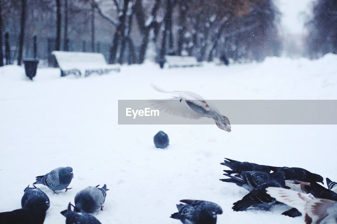 BIRDS FLYING OVER SNOW