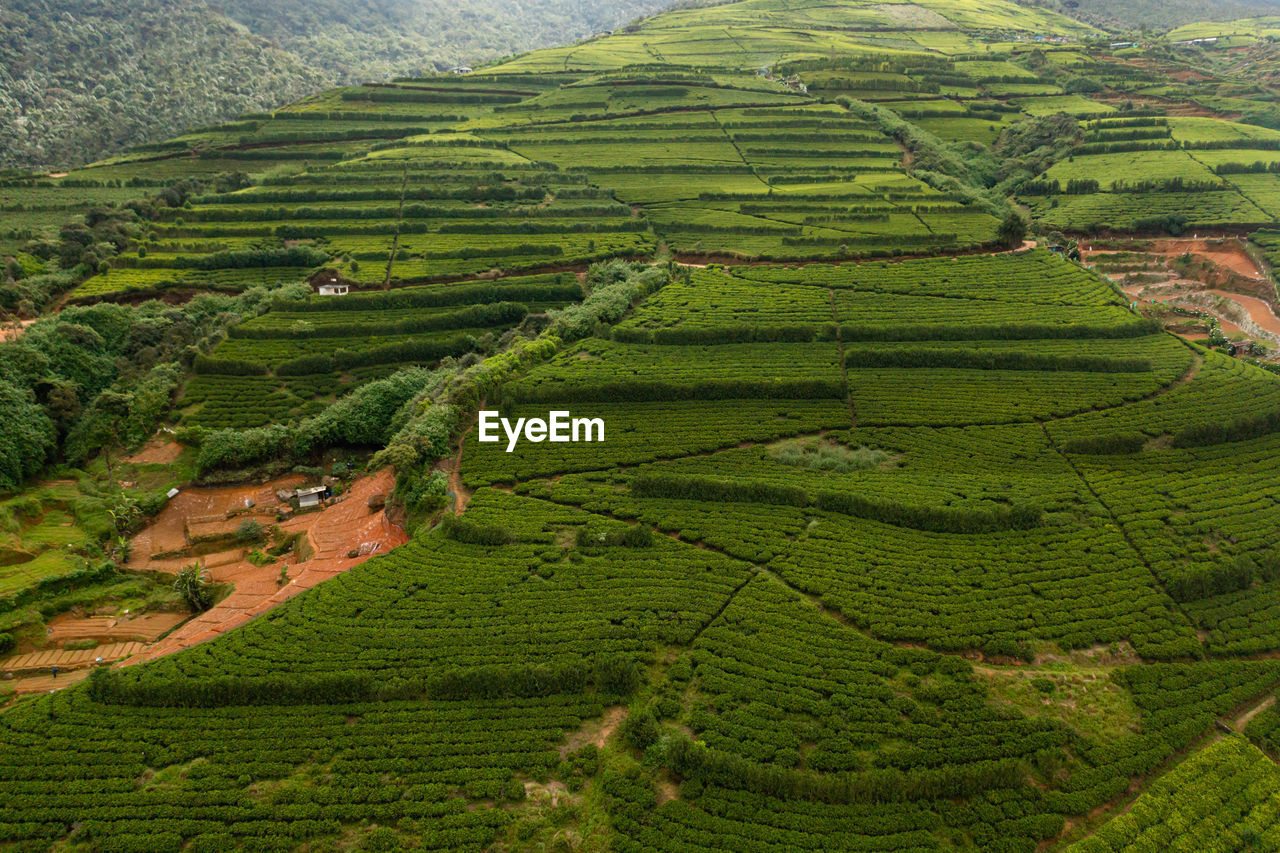 Top view of tea estate landscape. landscape with green fields of tea. nuwara eliya, sri lanka.