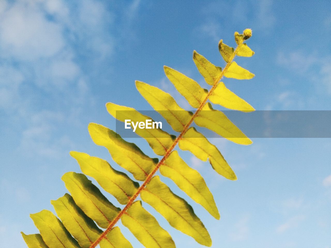 Low angle view of yellow flowering plant against blue sky