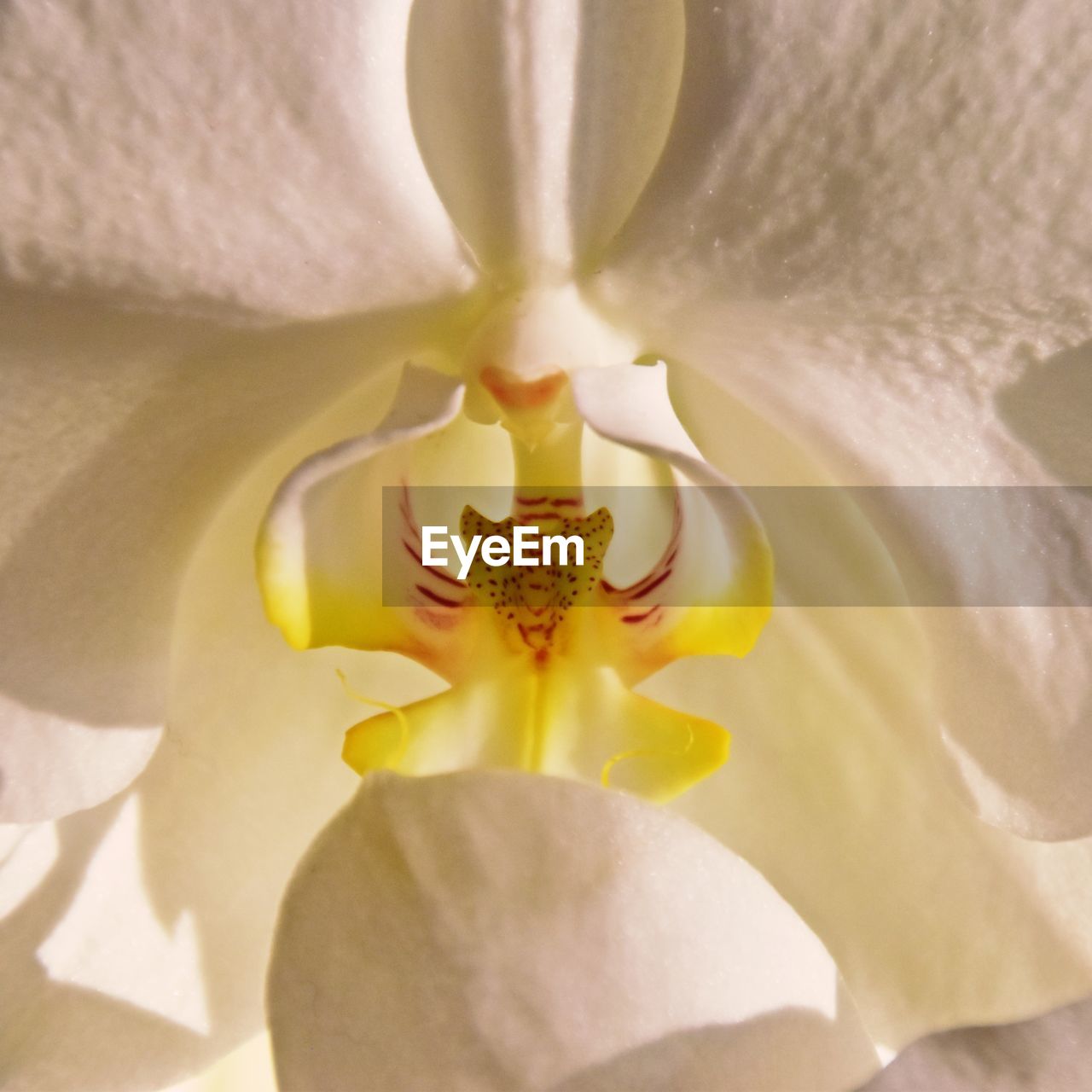 CLOSE-UP OF WHITE ROSE FLOWER HEAD