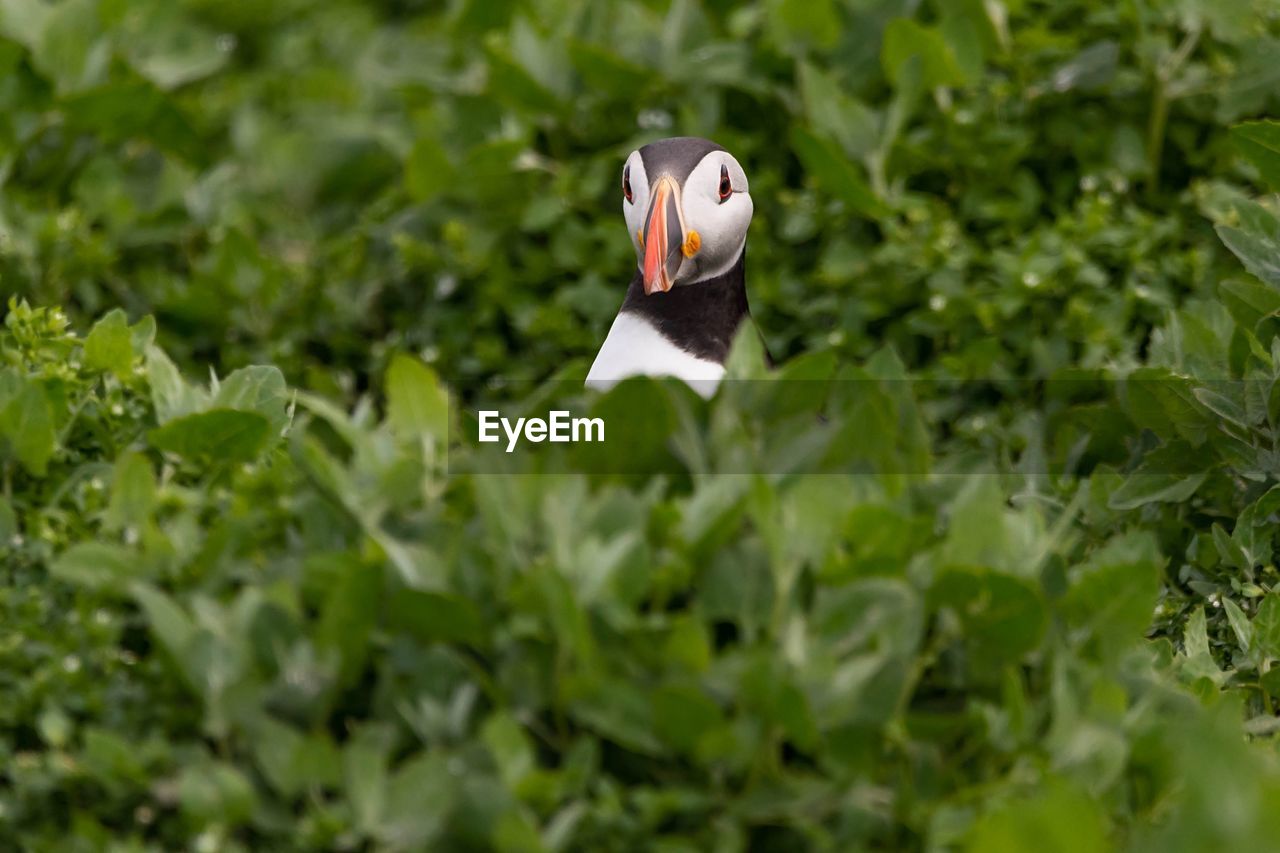 Close-up of a puffin in long grass 