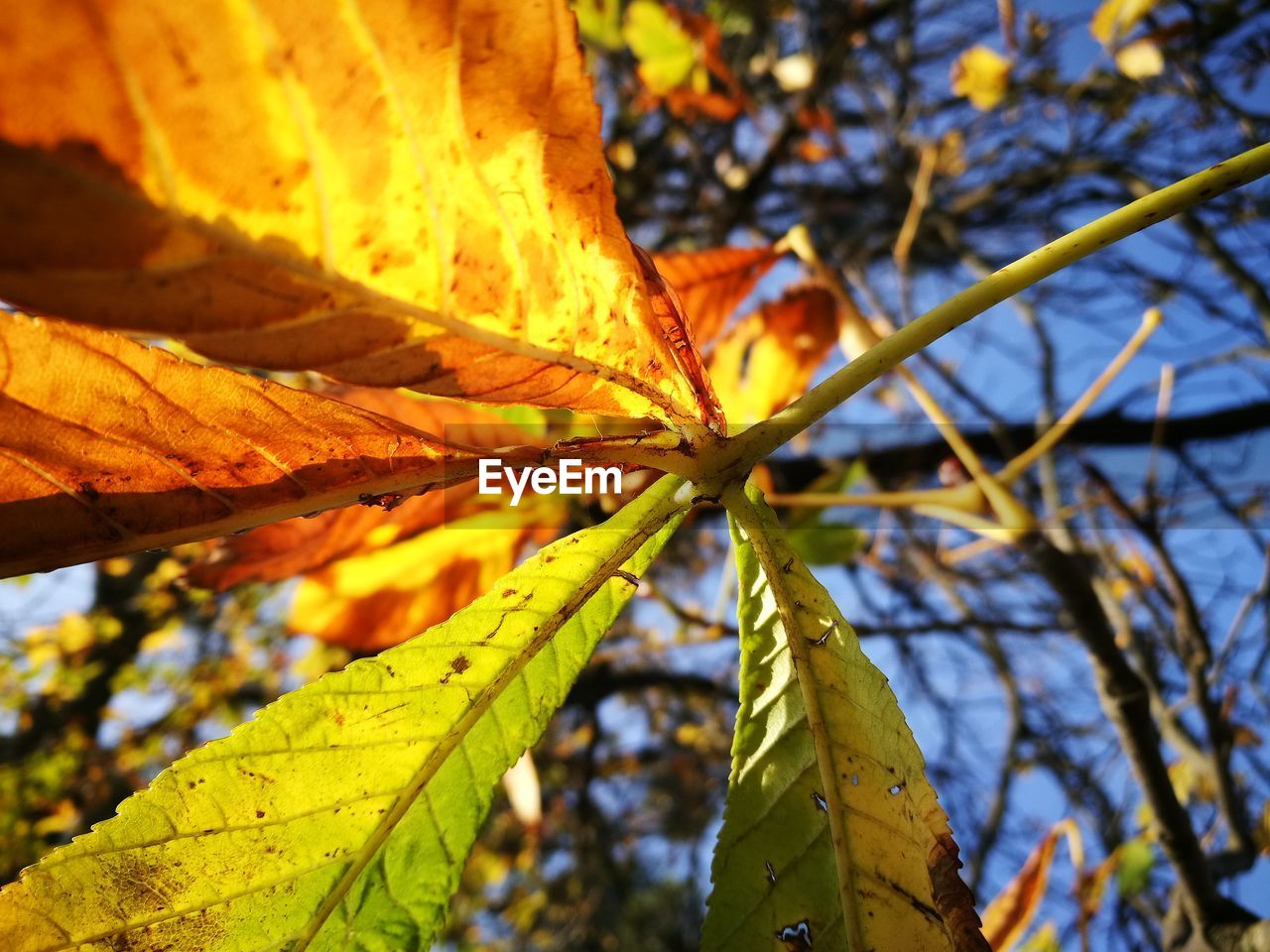 CLOSE-UP OF MAPLE LEAF