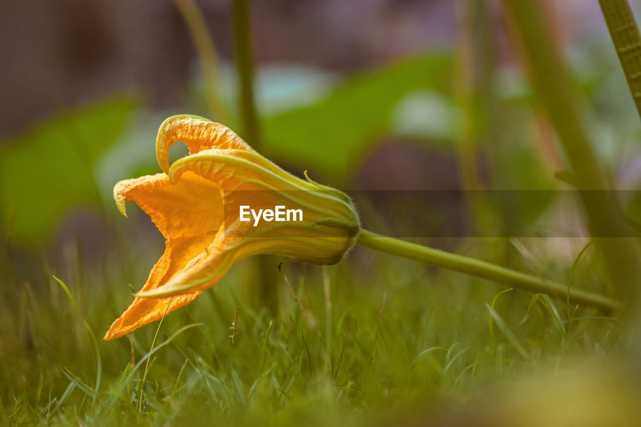 Close-up of yellow flower on field