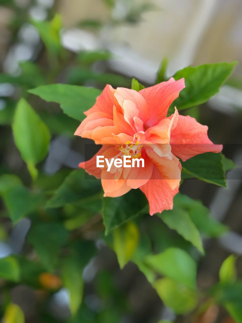 CLOSE-UP OF FLOWER BLOOMING IN PARK