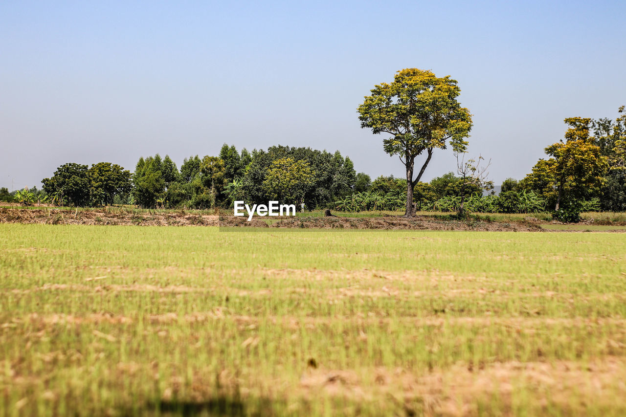 Trees on field against clear sky