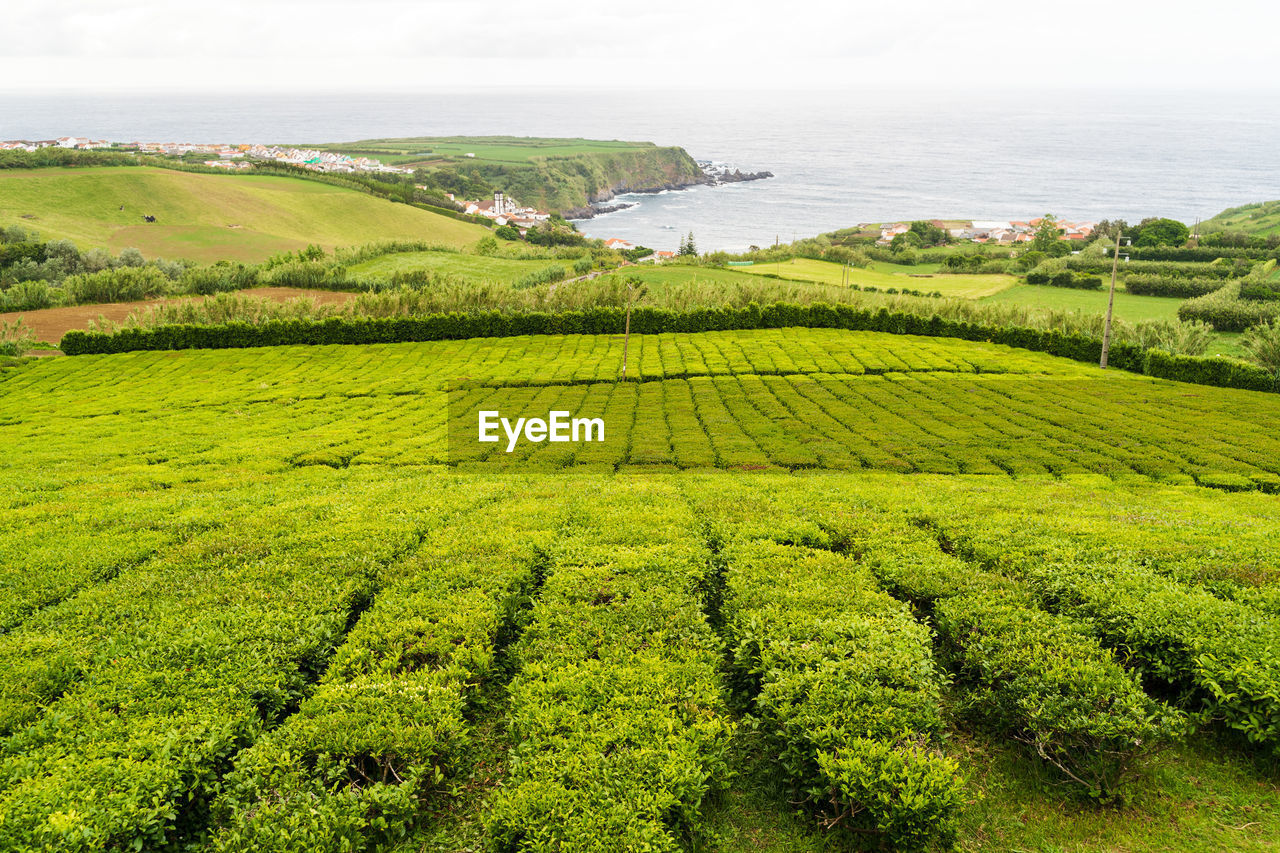 Scenic view of a tea plantation and the ocean against sky, azores