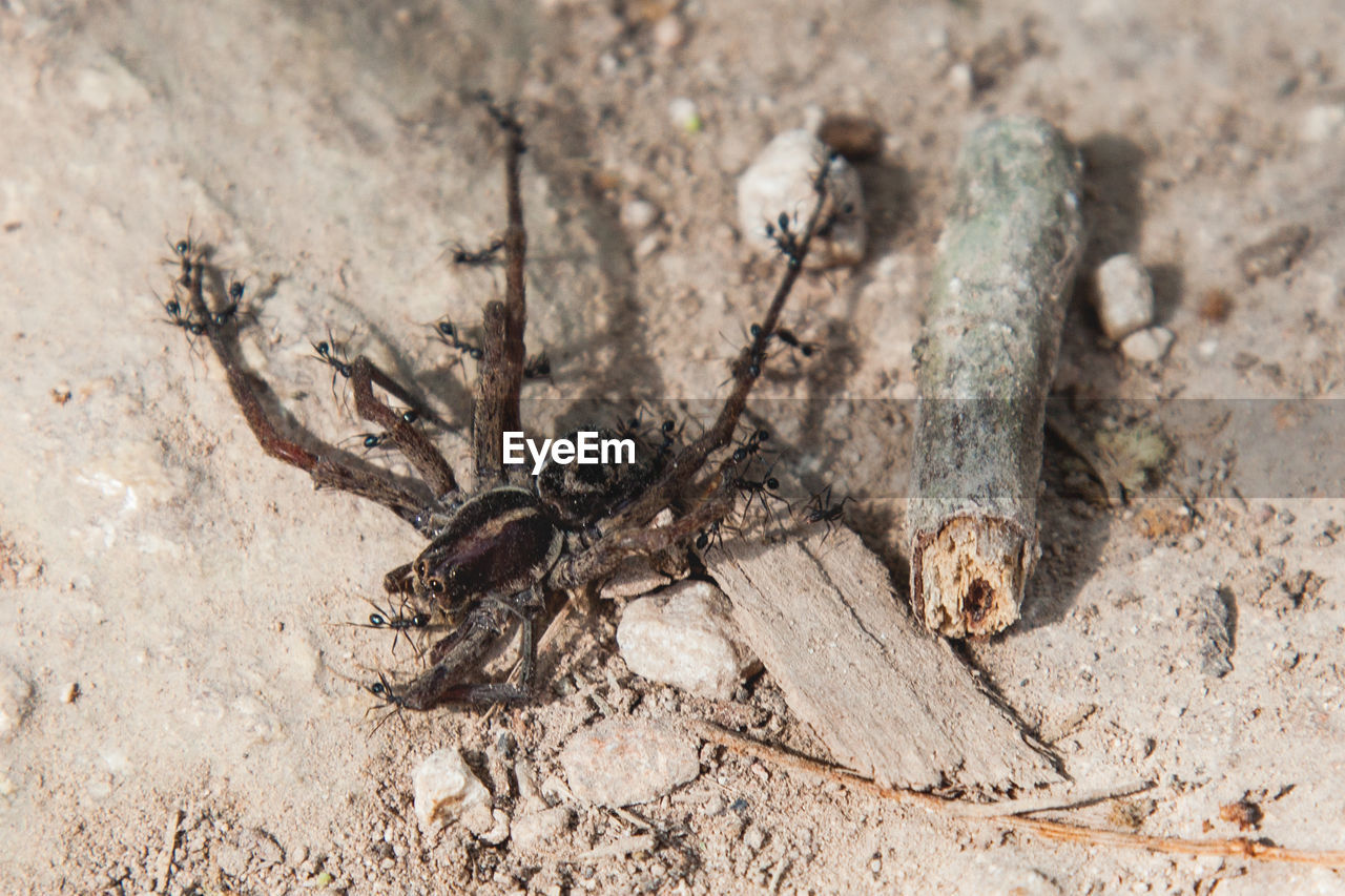 CLOSE-UP OF ANIMAL ON SAND