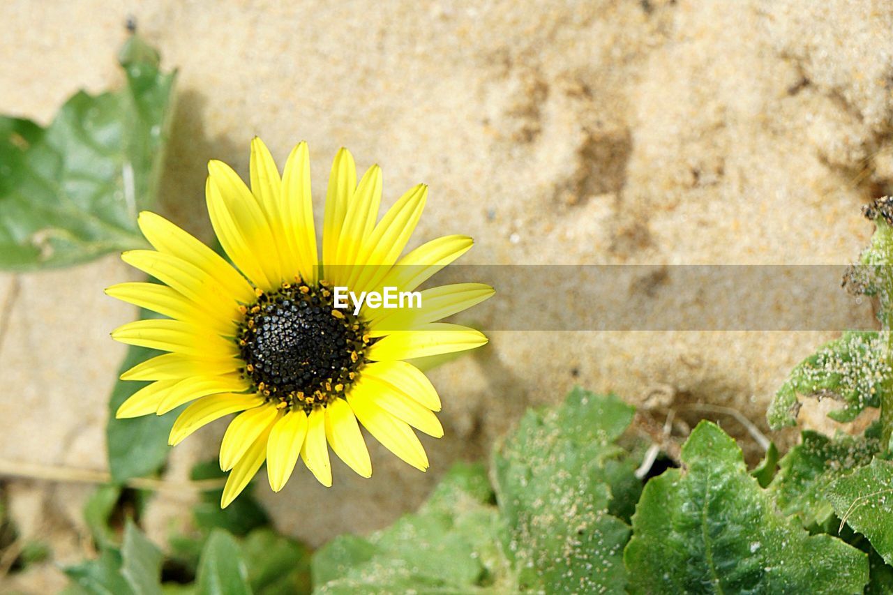 CLOSE-UP OF INSECT ON YELLOW FLOWER BLOOMING