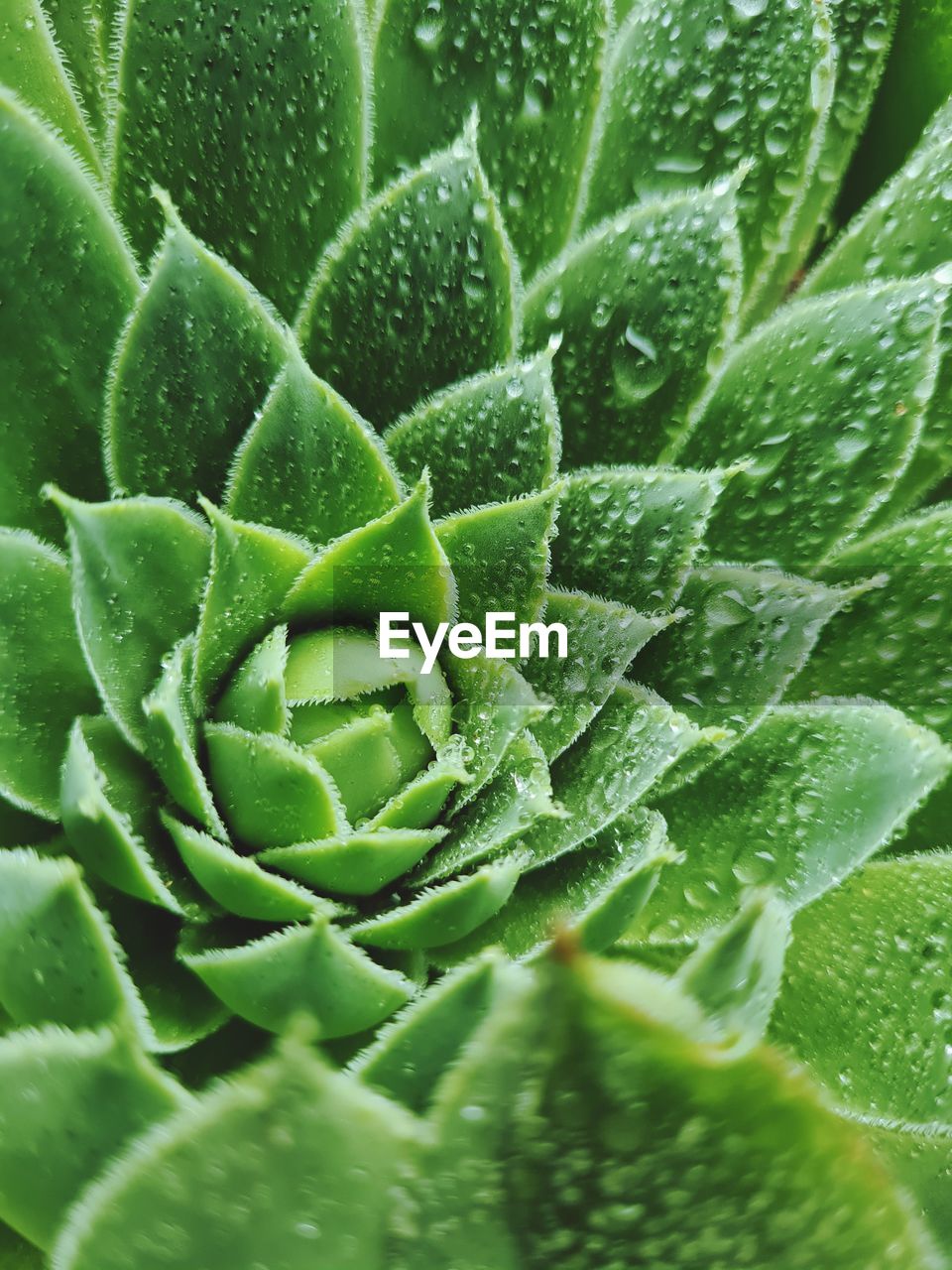 green, plant, growth, leaf, plant part, nature, beauty in nature, no people, close-up, full frame, succulent plant, flower, backgrounds, drop, freshness, day, aloe, wet, outdoors, water, cactus, plant stem, selective focus, food and drink