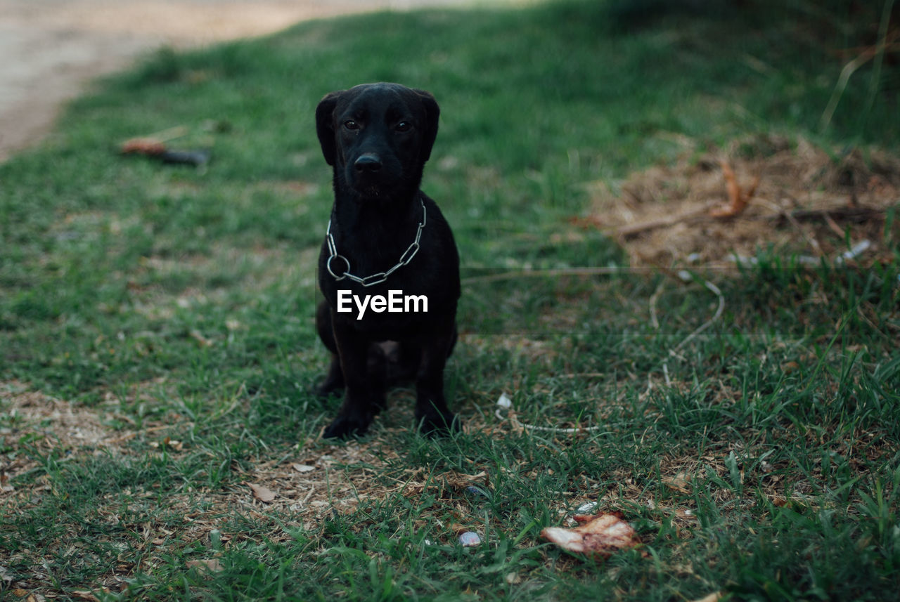 BLACK DOG LYING ON GROUND