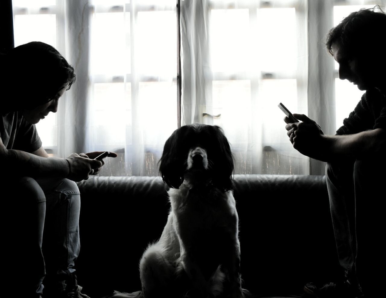 Men using smart phones and ignoring dog
