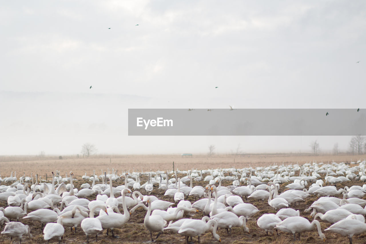 Flock of birds on land