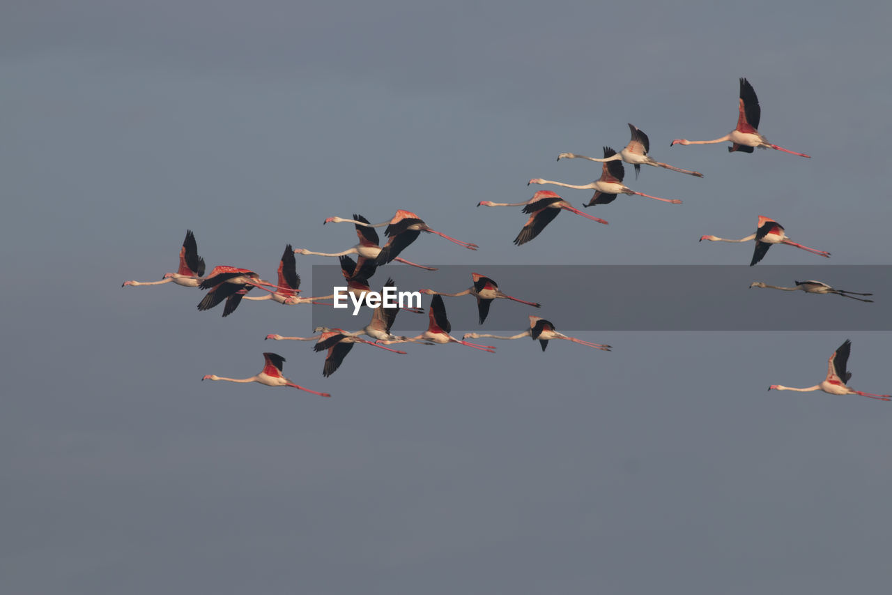 Flock of flamingo flying 