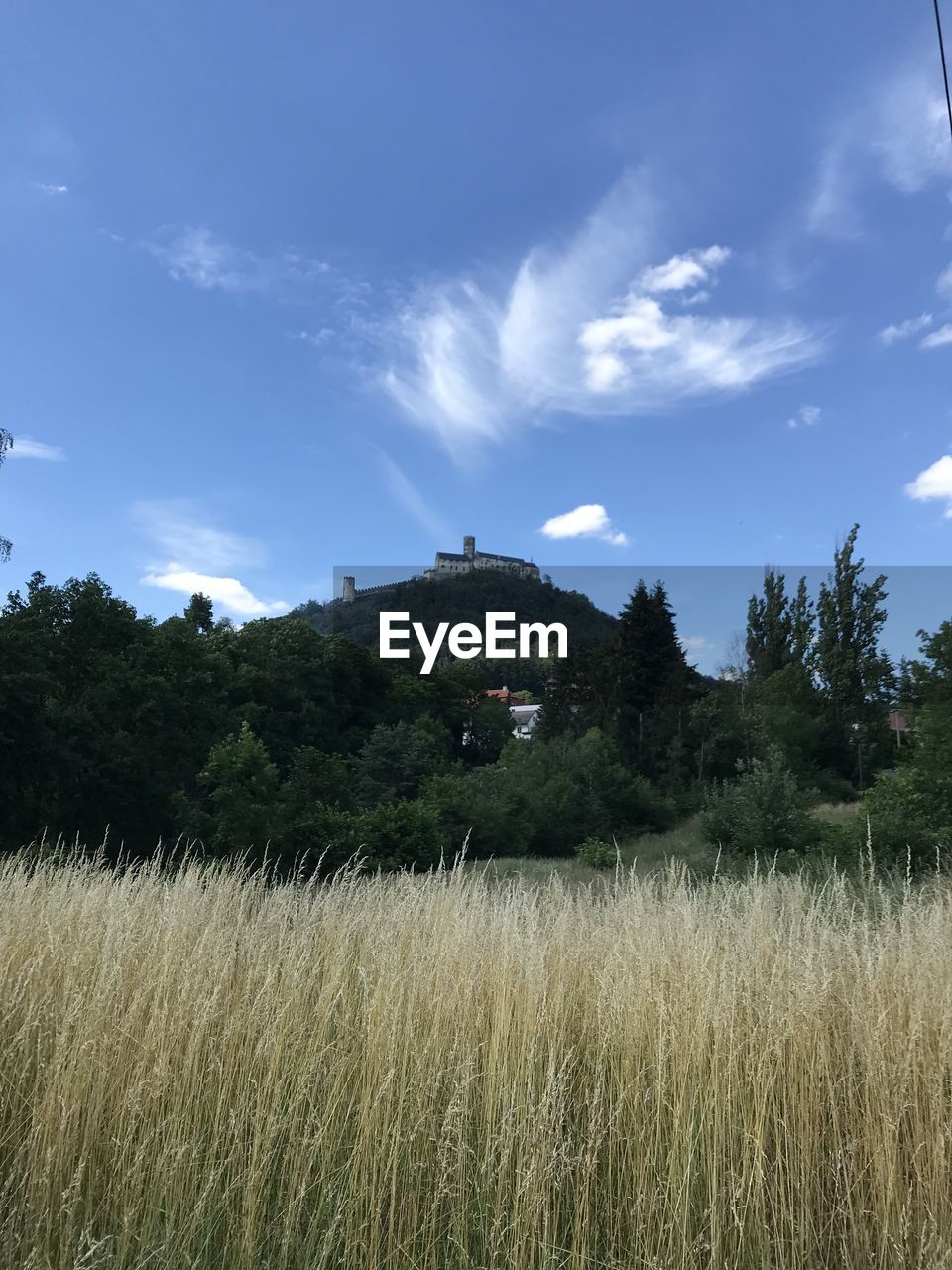 PLANTS GROWING ON LAND AGAINST SKY