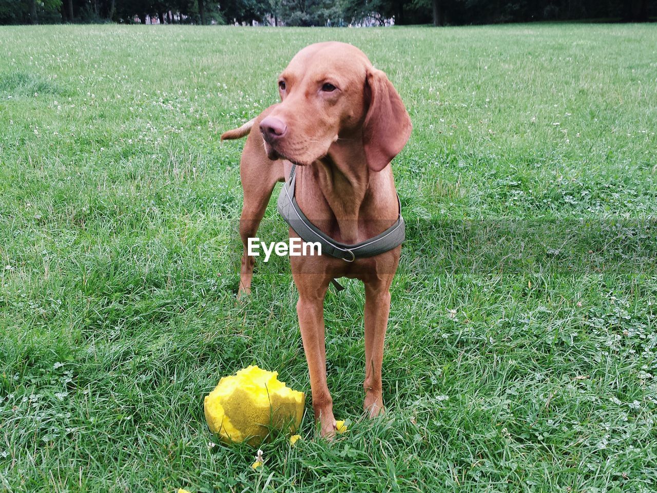 PORTRAIT OF DOG STICKING OUT TONGUE