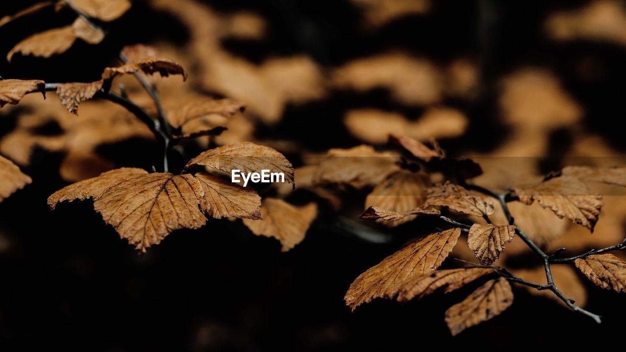 branch, tree, leaf, plant part, nature, autumn, plant, close-up, dry, flower, no people, macro photography, beauty in nature, fragility, focus on foreground, outdoors, sunlight, brown, twig, selective focus