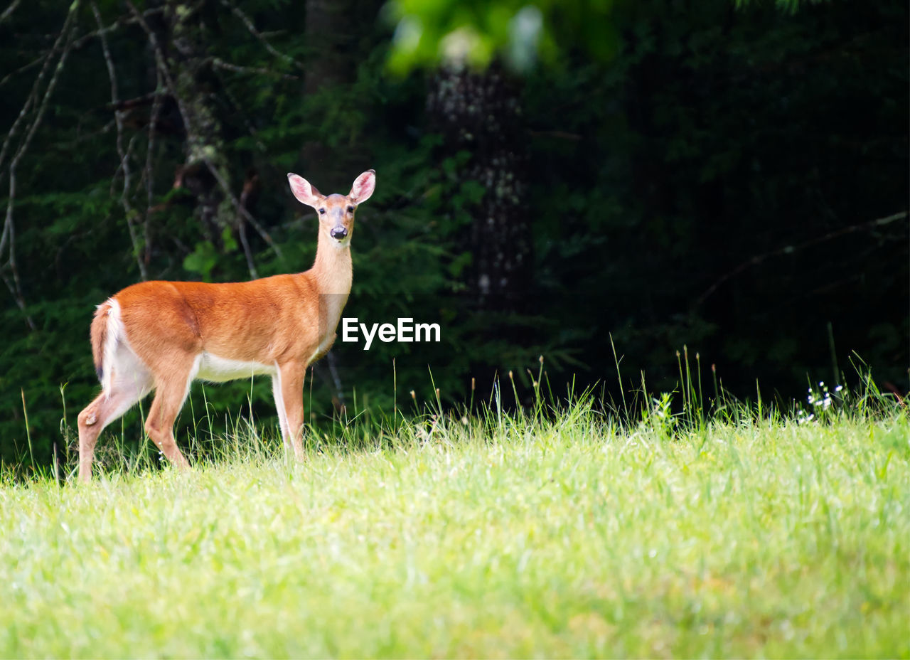 Deer standing in a field