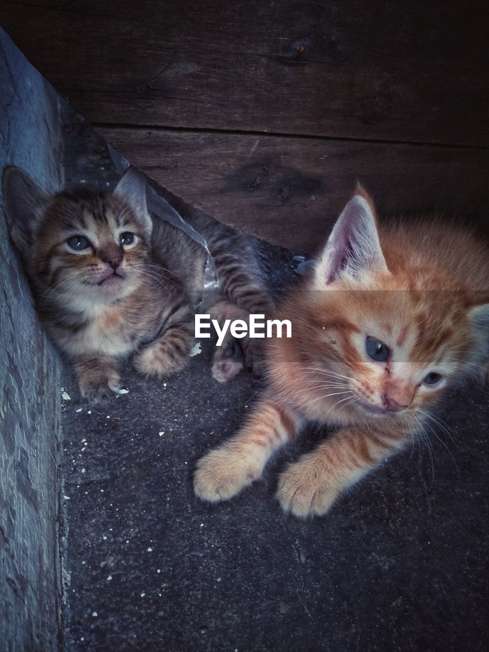 HIGH ANGLE VIEW PORTRAIT OF CATS ON A CAT