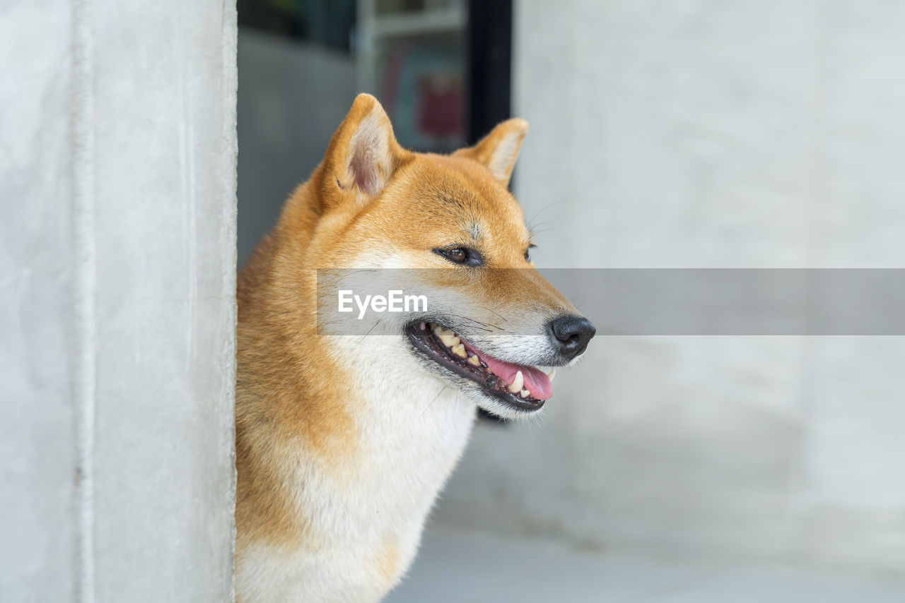 Closeup of a young purebred japanese shiba inu dog. shiba inu dogs are looking with great interest.