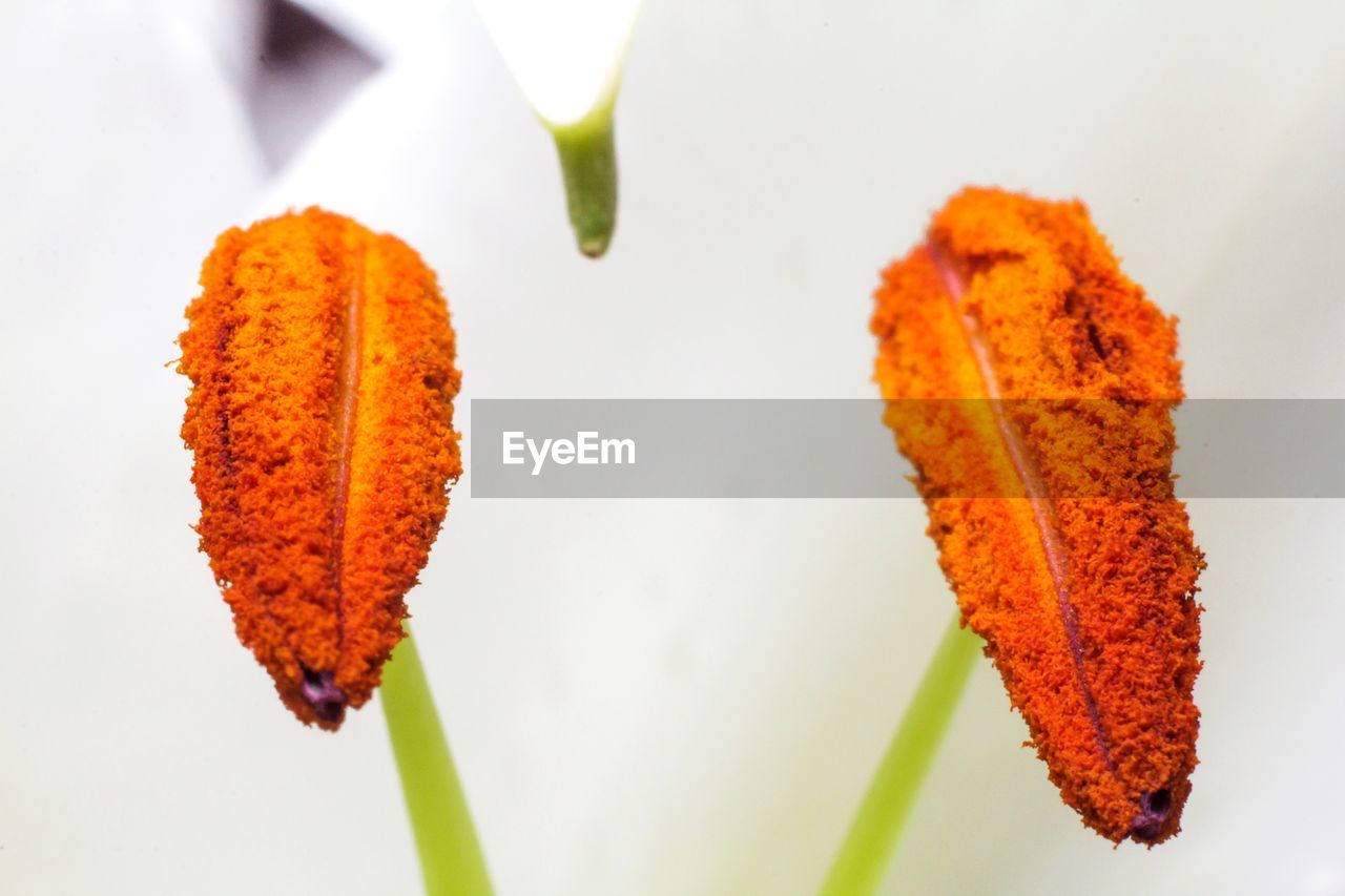 Close-up of orange etamines of lily flowe