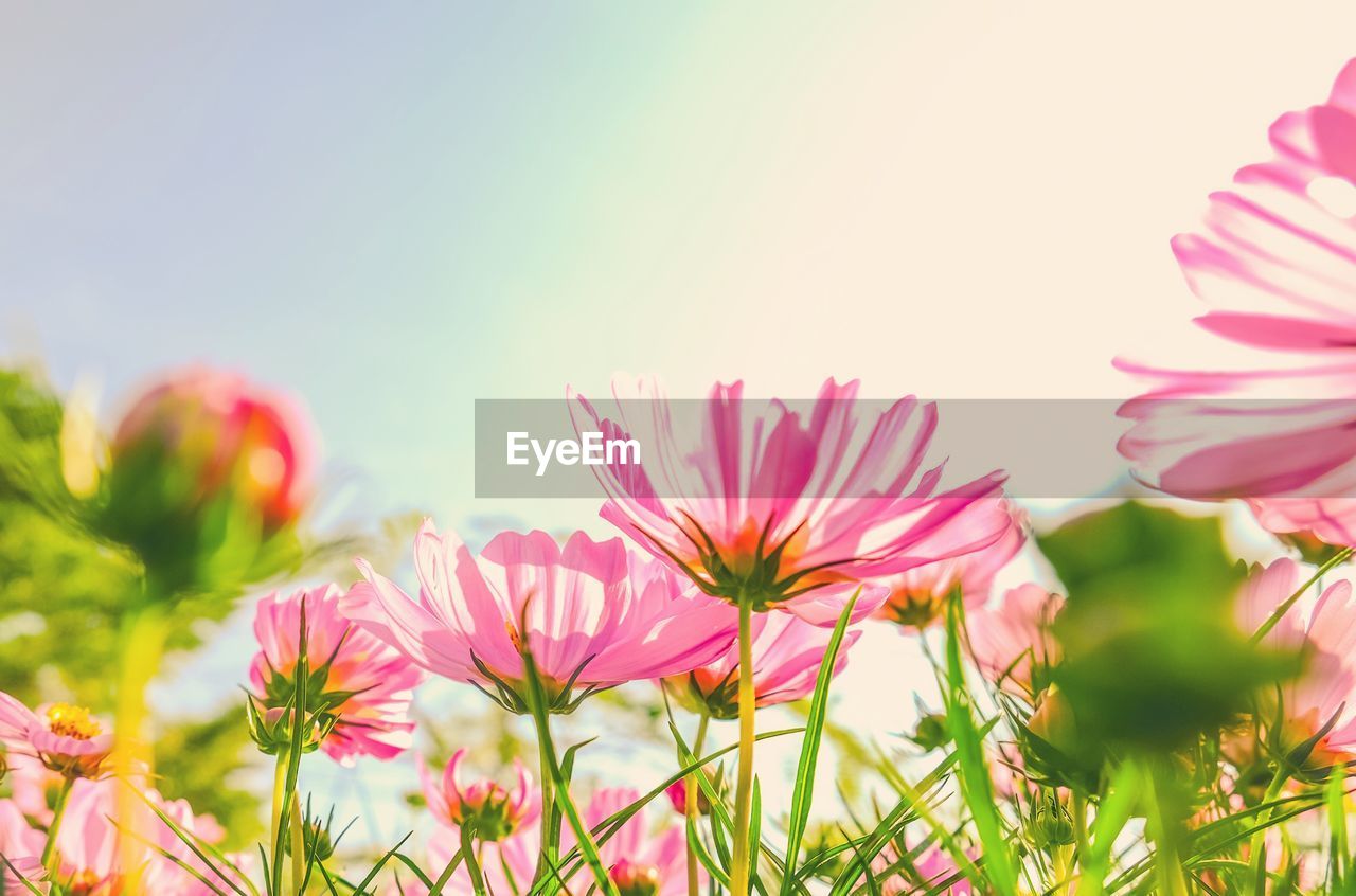 Close-up of cosmos flowers blooming against clear sky