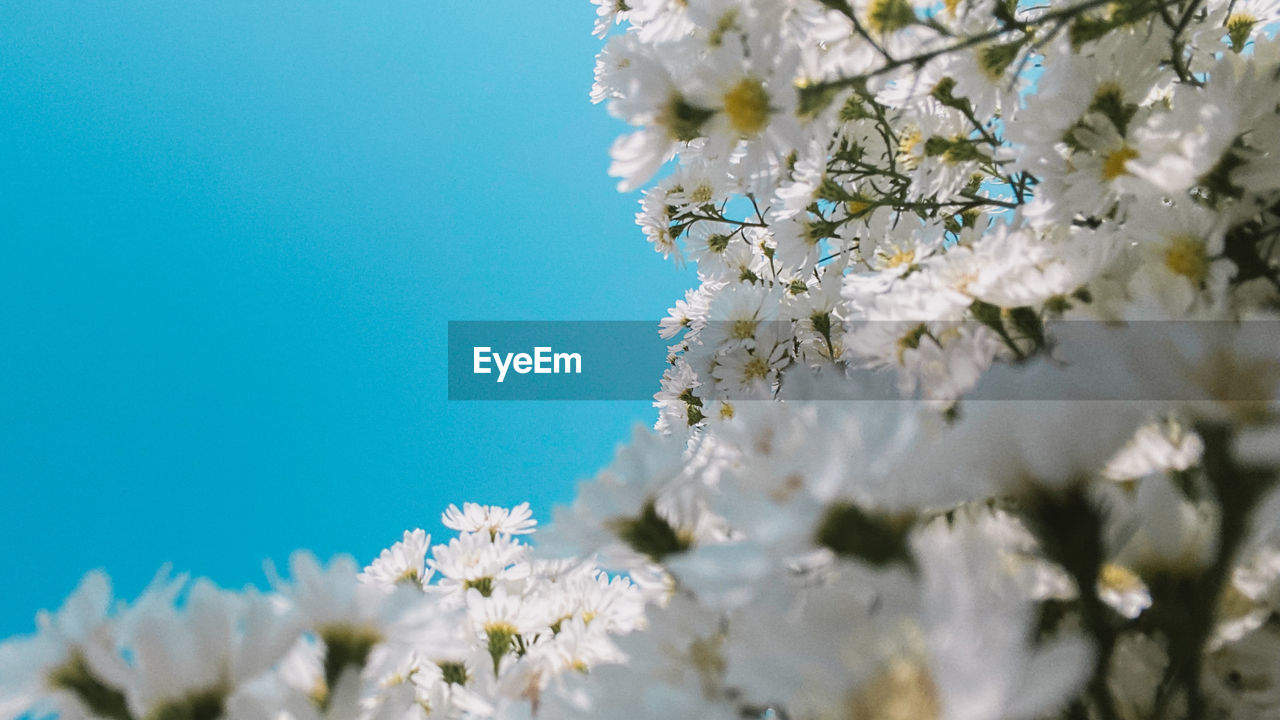 Close-up of white cherry blossom