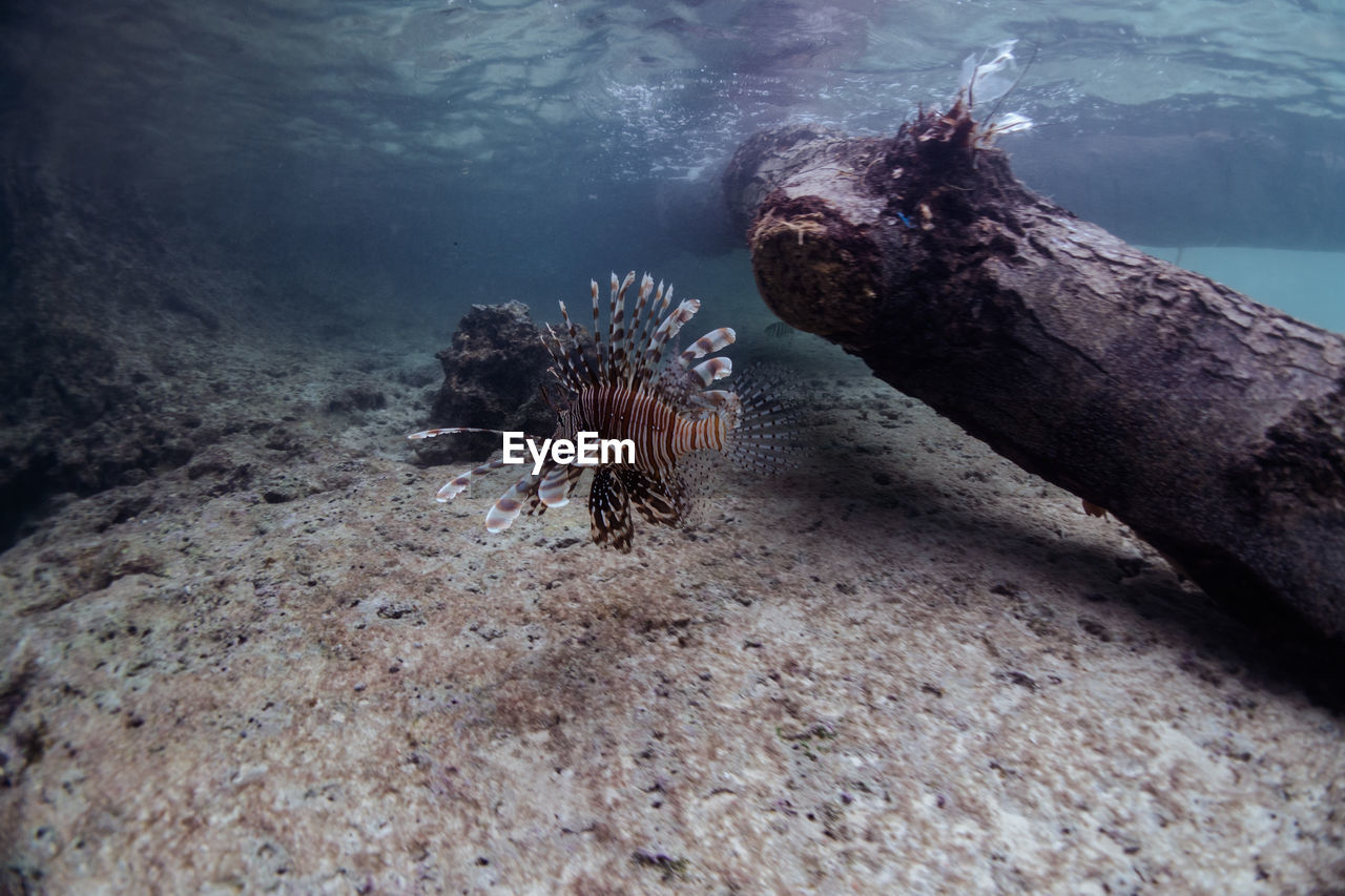 high angle view of crab in sea