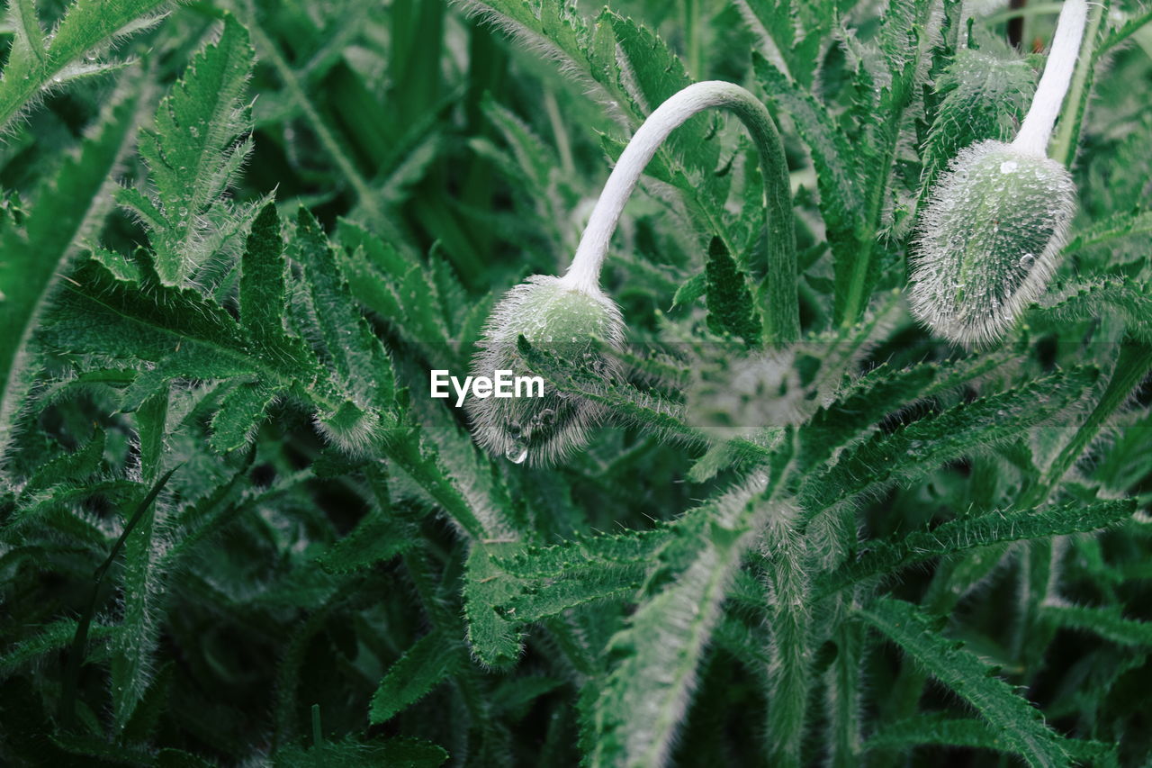 CLOSE-UP OF PLANTS