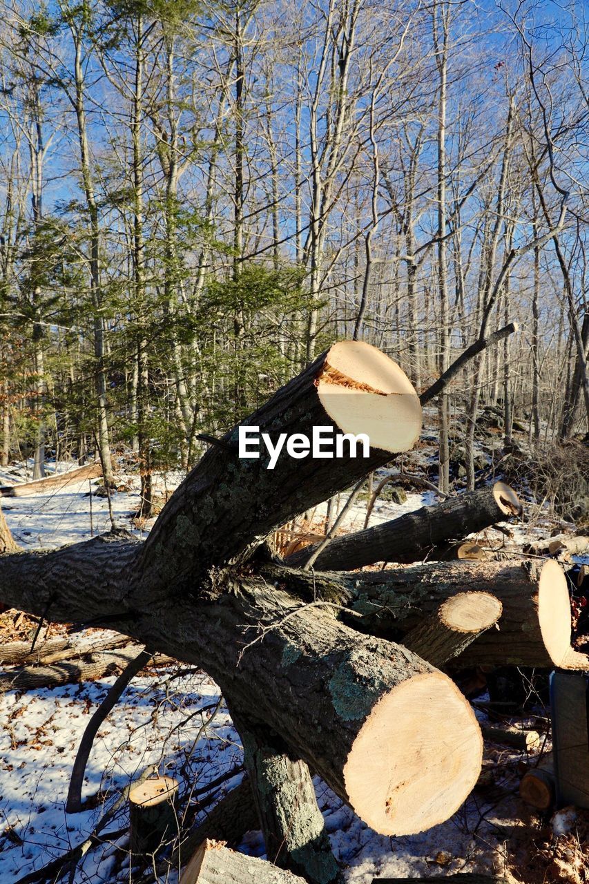 CLOSE-UP OF LOGS IN FOREST