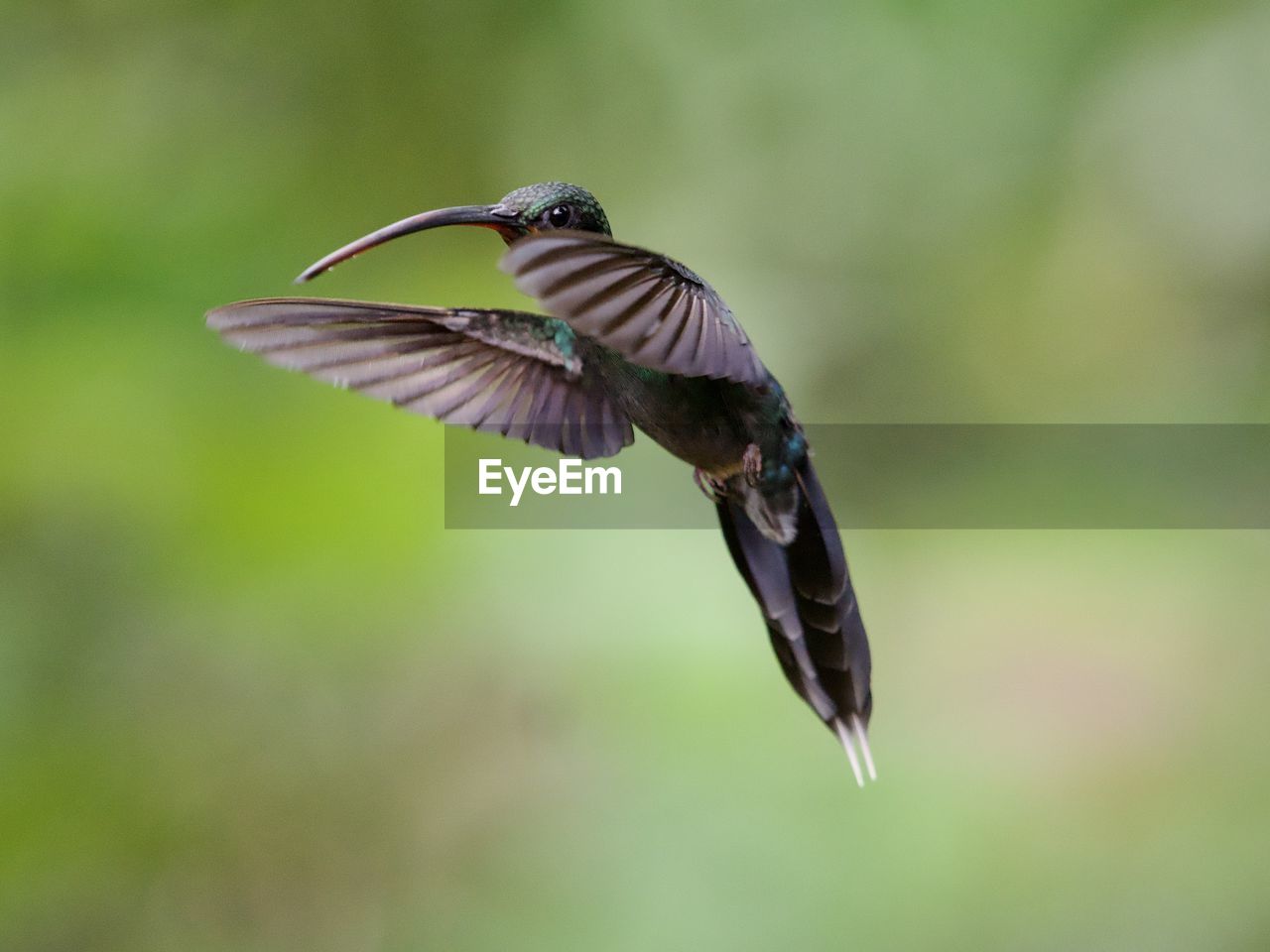 bird, animal themes, animal, flying, animal wildlife, wildlife, one animal, spread wings, mid-air, beak, hummingbird, motion, animal body part, nature, no people, close-up, wing, focus on foreground, animal wing, outdoors, full length, hovering, beauty in nature, day
