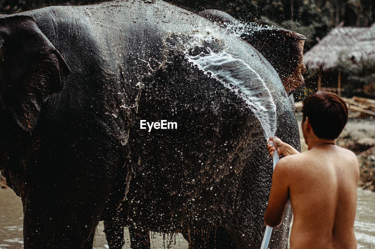 Rear view of shirtless man washing elephant