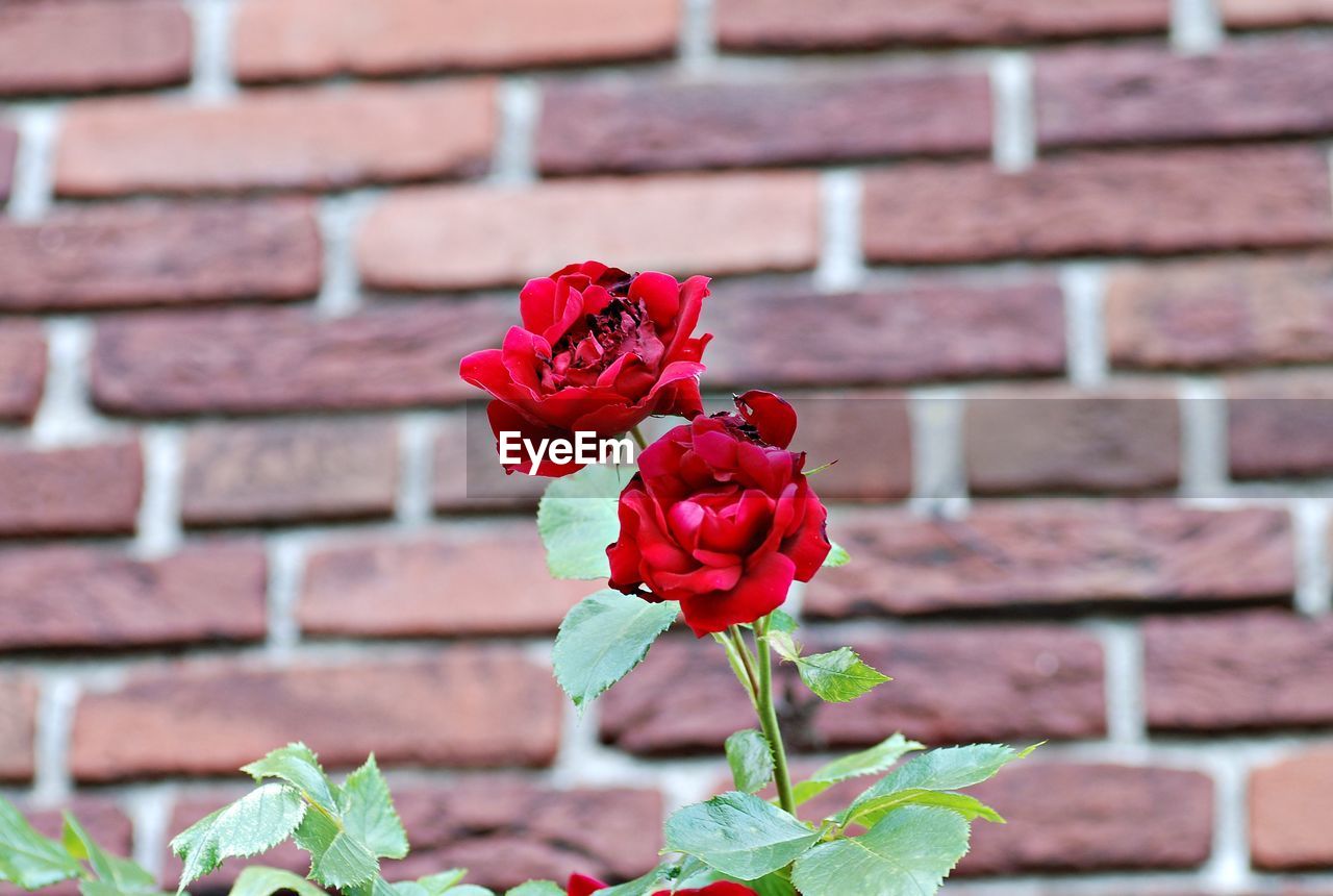 Close-up of red rose blooming outdoors