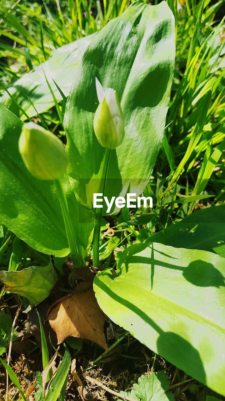 CLOSE-UP OF PLANTS